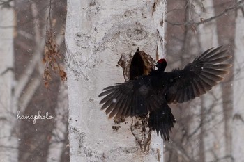 Black Woodpecker 北海道 Fri, 2/19/2021