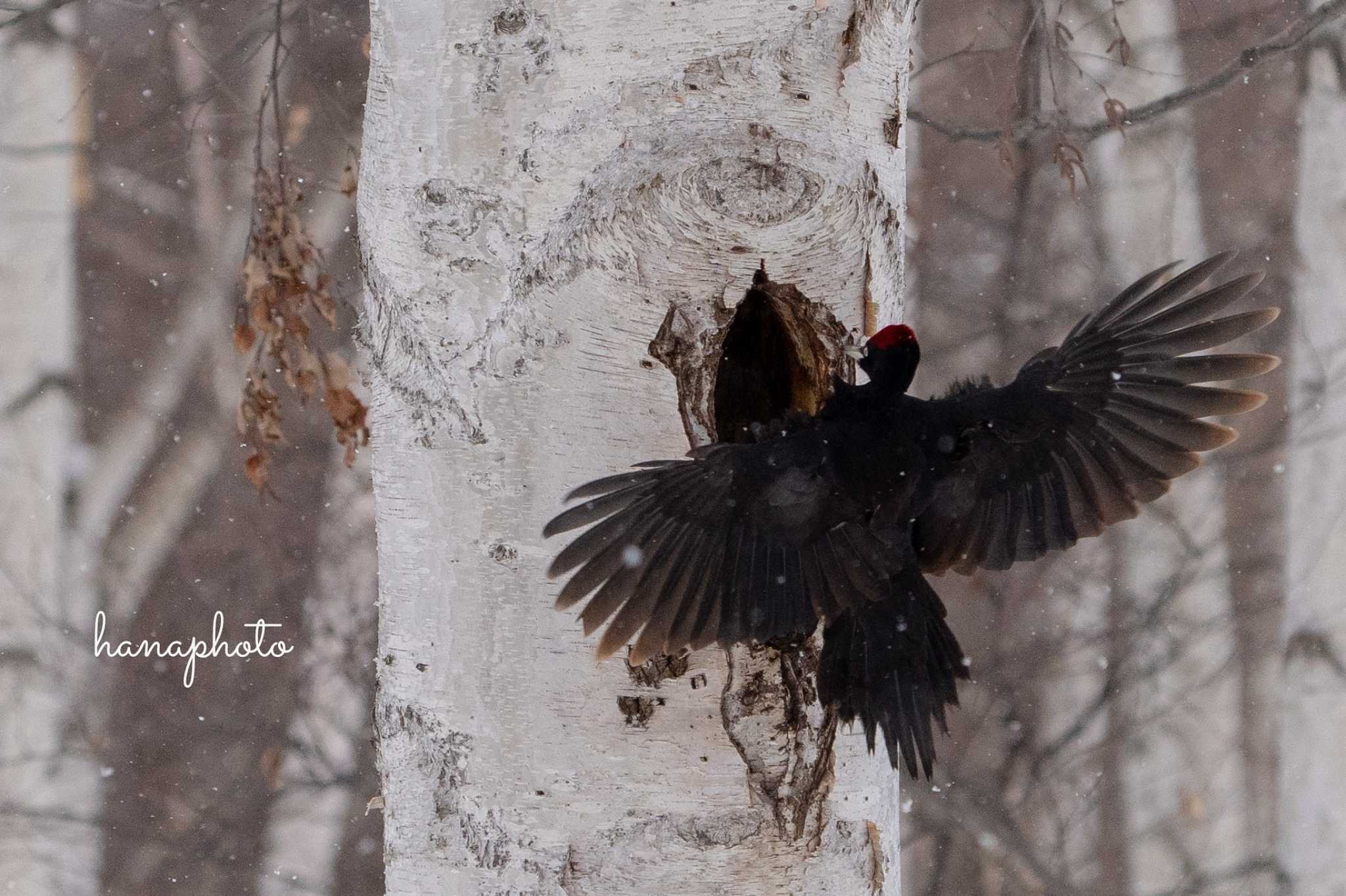 Photo of Black Woodpecker at 北海道 by hana