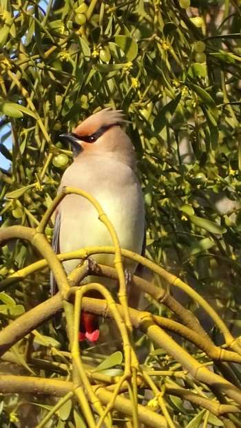 Japanese Waxwing Higashitakane Forest park Sat, 2/20/2021