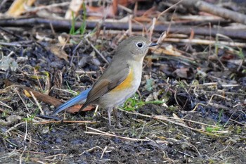 Red-flanked Bluetail Mine Park Mon, 1/9/2017