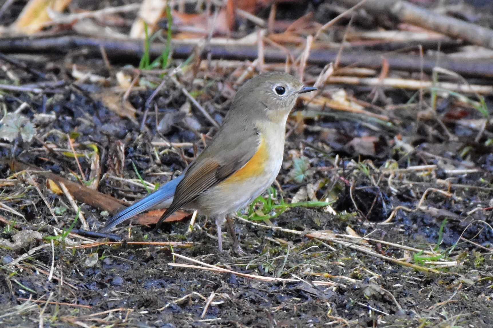 Photo of Red-flanked Bluetail at Mine Park by アカウント583