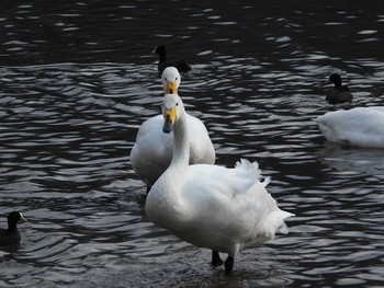 オオハクチョウ 仙台市・水の森公園 2021年2月20日(土)