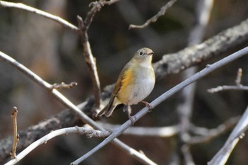 Red-flanked Bluetail Mine Park Mon, 1/9/2017