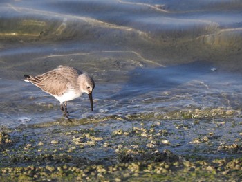 Dunlin 吉野川河口 Sat, 2/20/2021