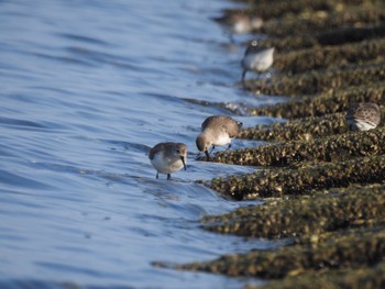 Dunlin 吉野川河口 Sat, 2/20/2021