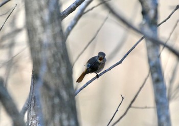 Daurian Redstart 千種区 Sat, 2/20/2021