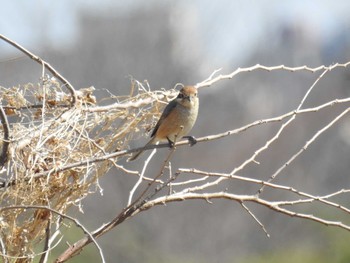 2021年2月20日(土) 多摩川二ヶ領上河原堰の野鳥観察記録