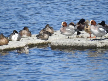 2021年2月20日(土) 多摩川二ヶ領宿河原堰の野鳥観察記録