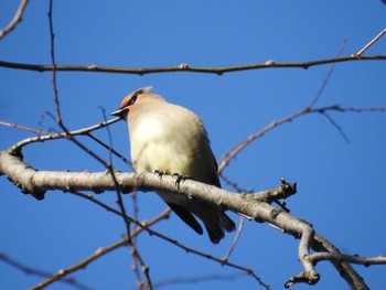 2021年2月20日(土) 東高根森林公園の野鳥観察記録