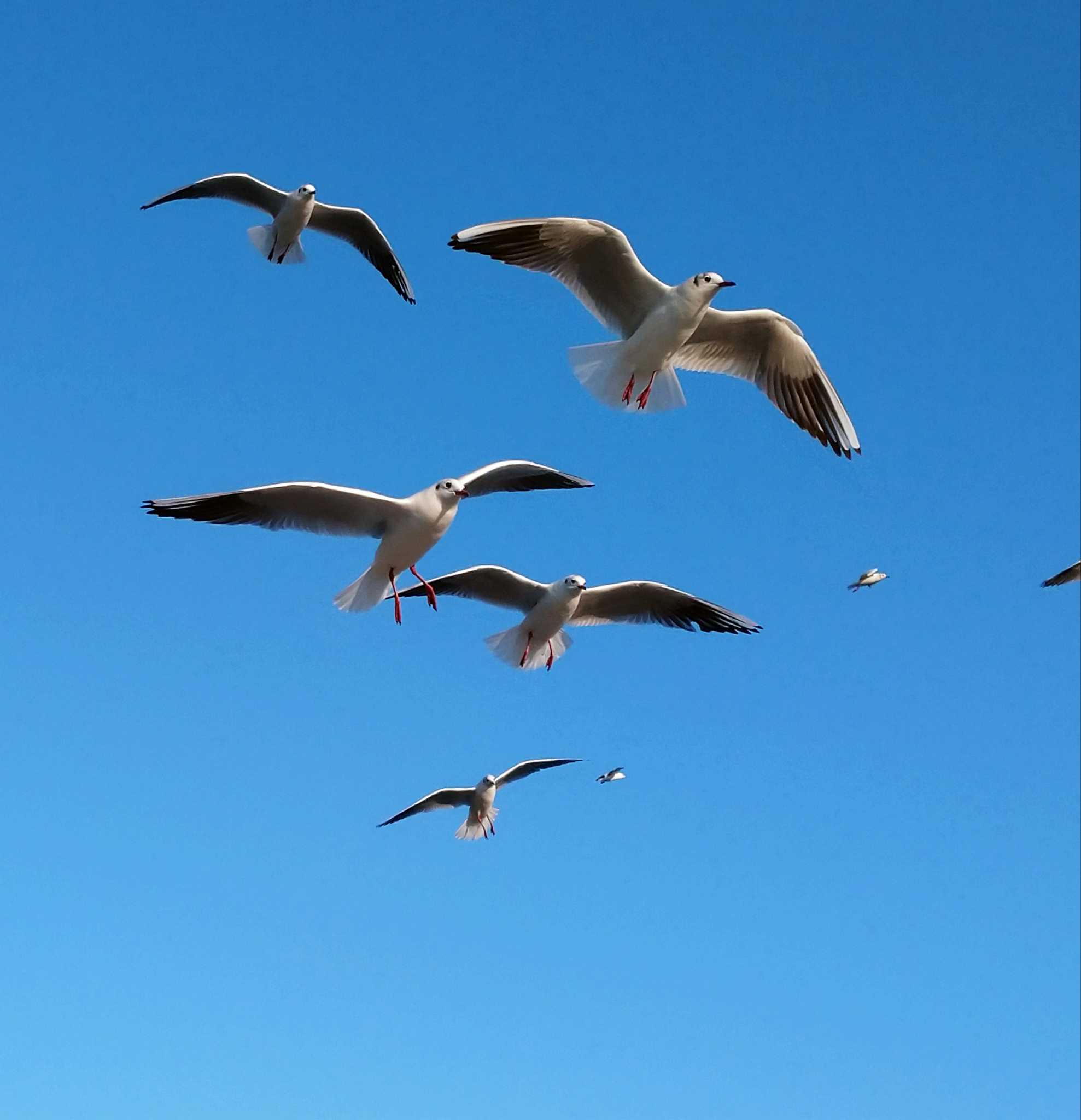 Photo of Black-headed Gull at 親水公園 by つちいなご