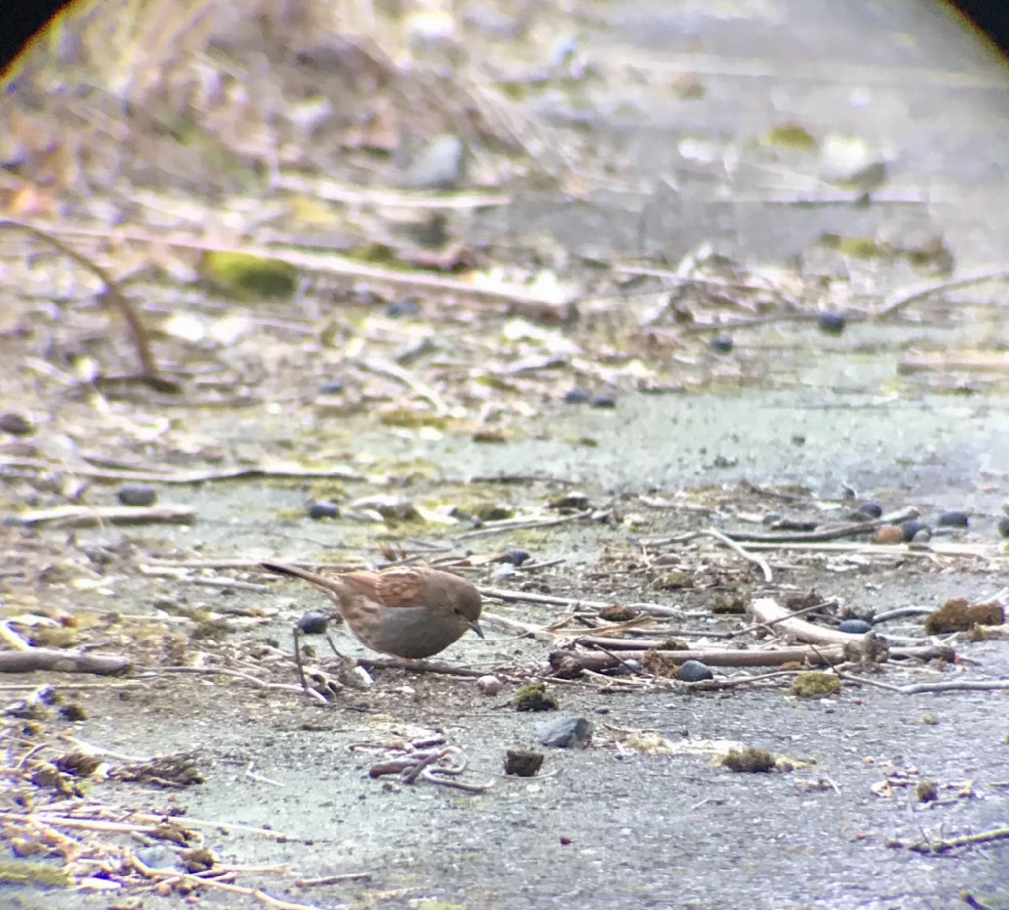 Japanese Accentor