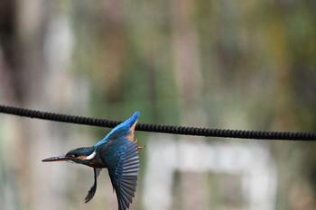 Sat, 2/20/2021 Birding report at Machida Yakushiike Park