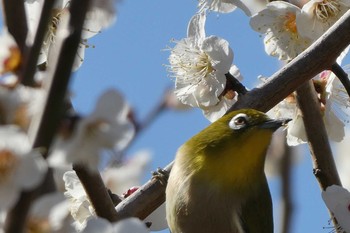 メジロ しながわ区民公園(品川区民公園) 2021年2月20日(土)