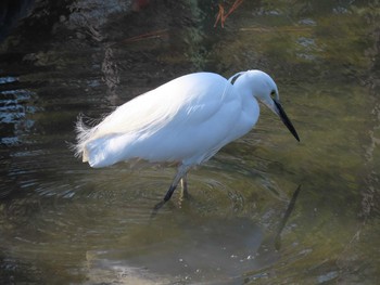 コサギ 鶴舞公園(名古屋) 2021年2月20日(土)