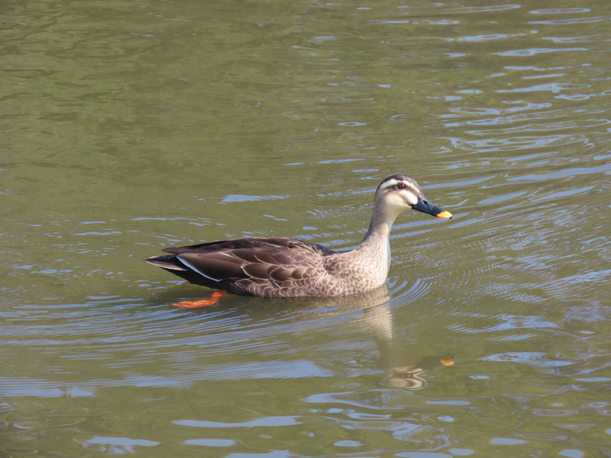 鶴舞公園(名古屋) カルガモの写真 by OHモリ