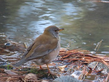 2021年2月20日(土) 鶴舞公園(名古屋)の野鳥観察記録