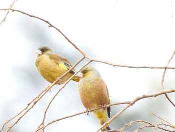 Grey-capped Greenfinch Aobayama Park Sat, 2/20/2021