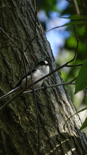 Long-tailed Tit Higashitakane Forest park Sat, 2/20/2021