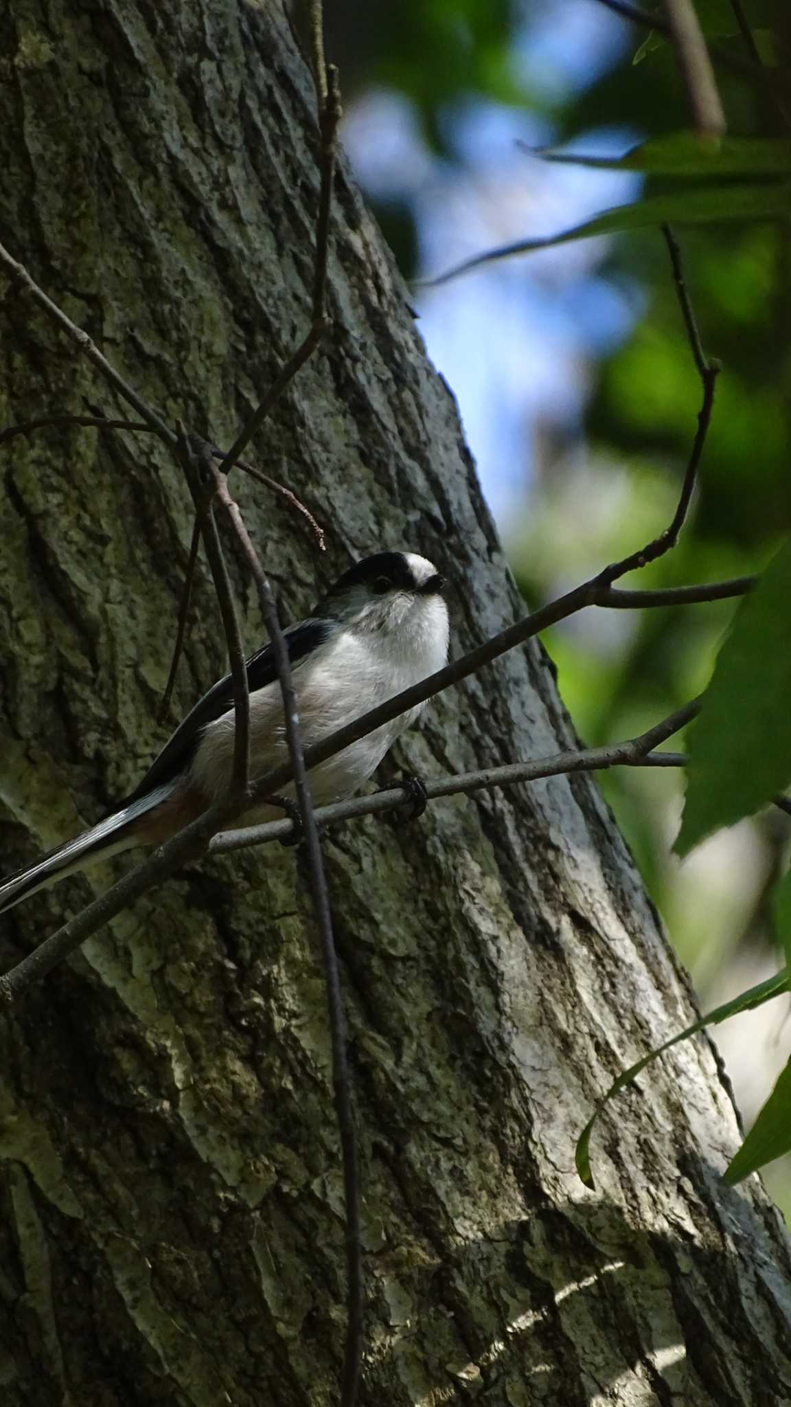 Photo of Long-tailed Tit at Higashitakane Forest park by poppo