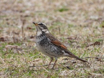 Dusky Thrush 仙台市・水の森公園 Sat, 2/20/2021