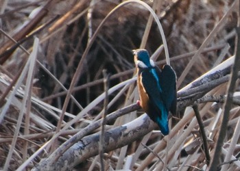 カワセミ 舎人公園 2021年2月20日(土)