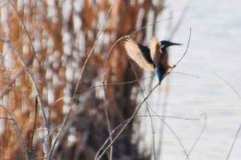 カワセミ 舎人公園 2021年2月20日(土)