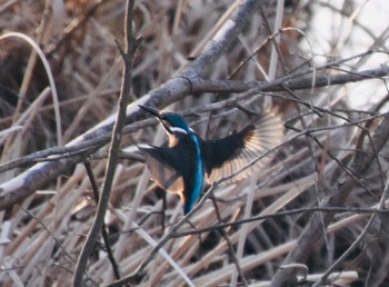 カワセミ 舎人公園 2021年2月20日(土)