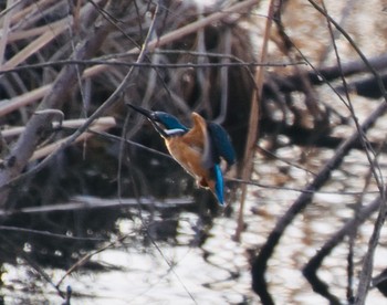 カワセミ 舎人公園 2021年2月20日(土)