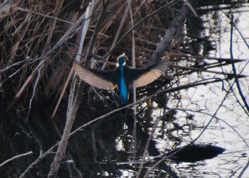 カワセミ 舎人公園 2021年2月20日(土)