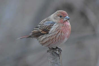 Pallas's Rosefinch Saitama Prefecture Forest Park Sat, 1/7/2017