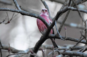 Pallas's Rosefinch Saitama Prefecture Forest Park Sat, 1/7/2017