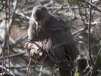 Sat, 2/20/2021 Birding report at 泉の森公園