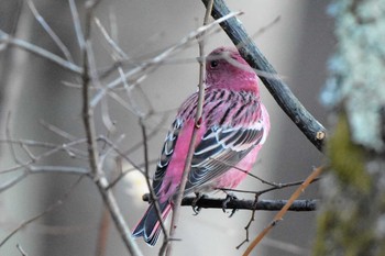 Pallas's Rosefinch Saitama Prefecture Forest Park Sat, 1/7/2017