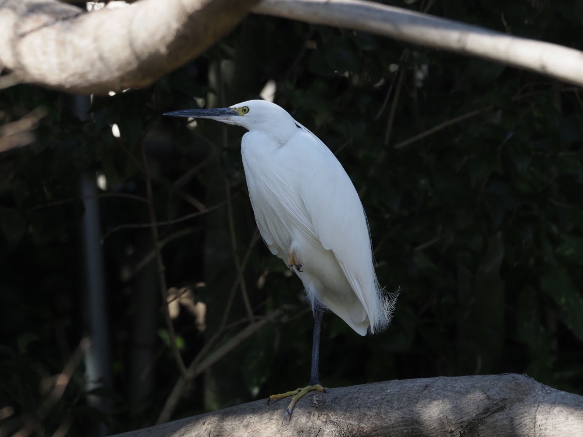 Photo of Little Egret at 泉の森公園 by メメタァ