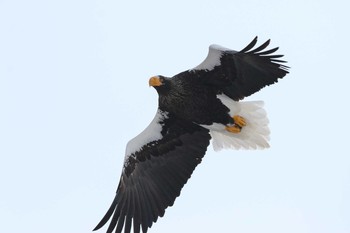 Steller's Sea Eagle