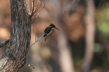 2021年2月20日(土) 服部緑地の野鳥観察記録