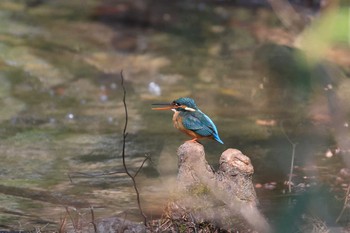 Common Kingfisher Hattori Ryokuchi Park Sat, 2/20/2021