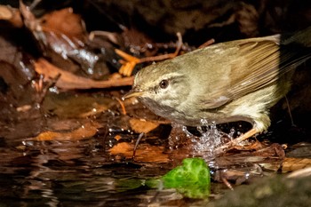 2021年2月14日(日) 東京都立桜ヶ丘公園(聖蹟桜ヶ丘)の野鳥観察記録