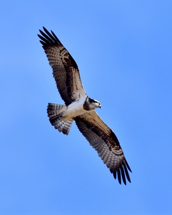 Osprey Unknown Spots Mon, 1/9/2017