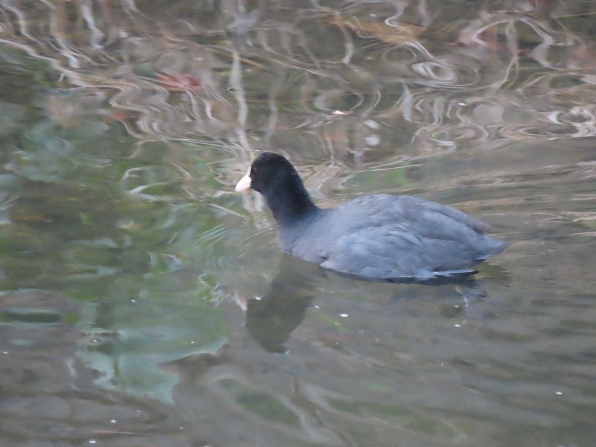 Photo of Eurasian Coot at 山崎川中流域 by OHモリ