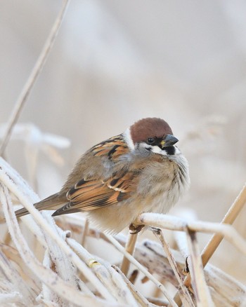 Eurasian Tree Sparrow Unknown Spots Sat, 1/7/2017