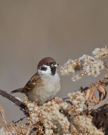 Eurasian Tree Sparrow Unknown Spots Sat, 1/7/2017