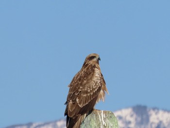 2021年2月20日(土) 諏訪湖の野鳥観察記録