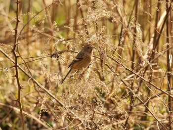 Siberian Long-tailed Rosefinch 甲山森林公園 Sat, 2/20/2021