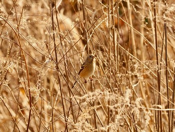 Siberian Long-tailed Rosefinch 甲山森林公園 Sat, 2/20/2021