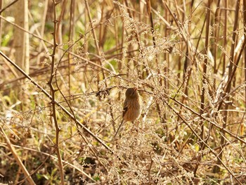 Siberian Long-tailed Rosefinch 甲山森林公園 Sat, 2/20/2021