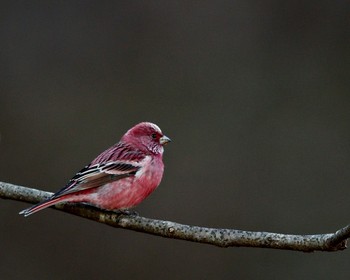 Pallas's Rosefinch Unknown Spots Wed, 12/28/2016