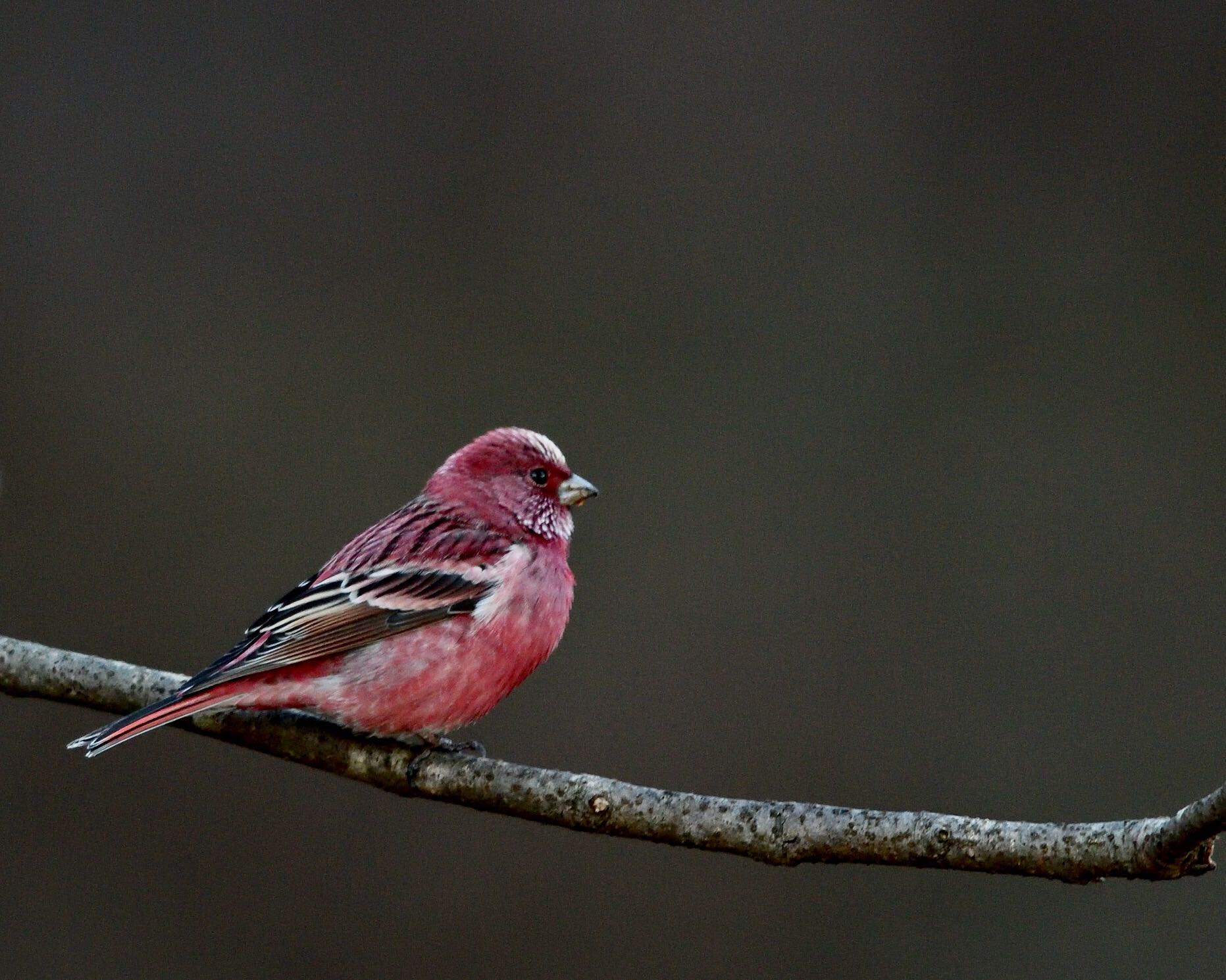Photo of Pallas's Rosefinch at  by ちびすけ