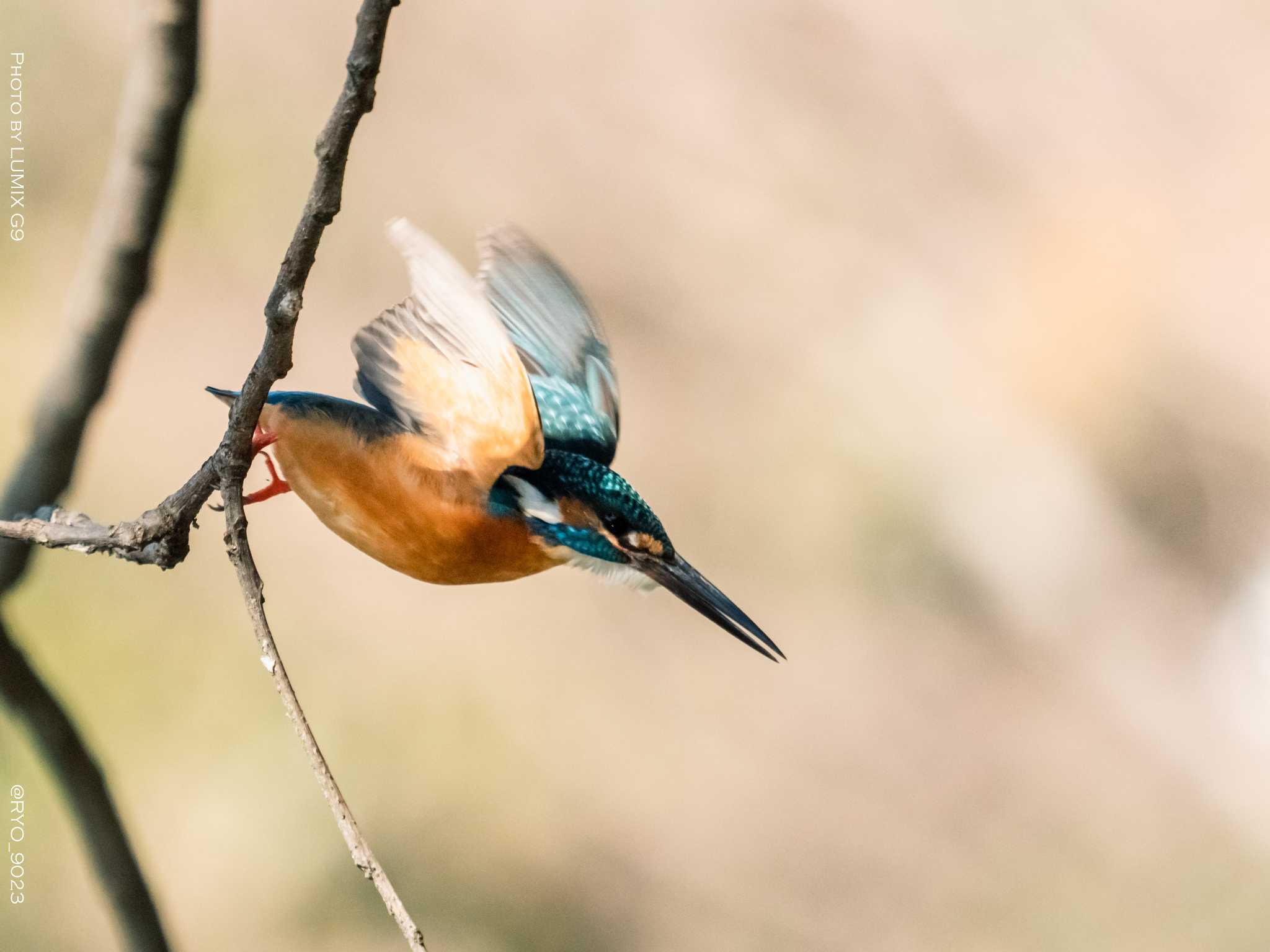 Photo of Common Kingfisher at 善福寺公園 by Ryo_9023