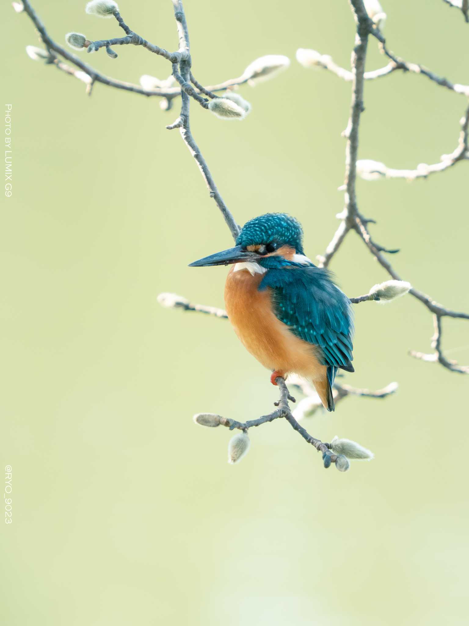 Photo of Common Kingfisher at 善福寺公園 by Ryo_9023